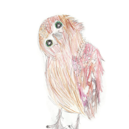 Coco the Owl